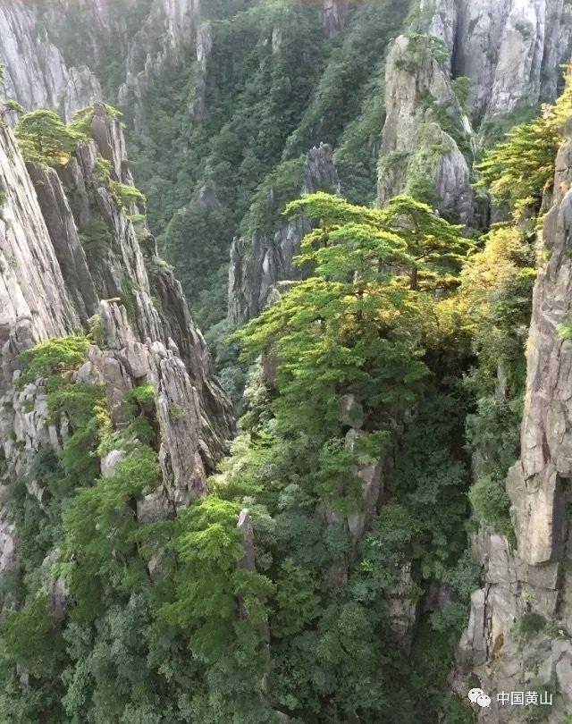 虫虫助手下载